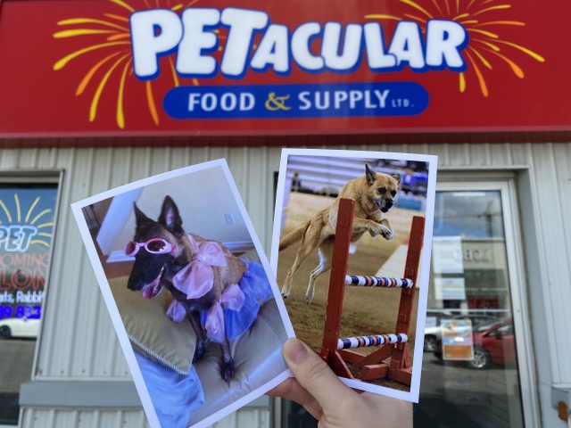 Two printed photos of dogs (one dressed up, one jumping a seesaw) are held up in front of Petacular.